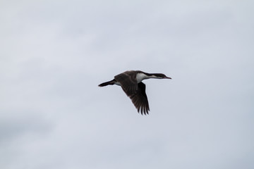 Cormorant near Punta Arenas, Chile