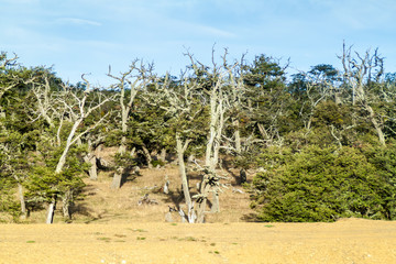 Fototapeta na wymiar Forest in Tierra del Fuego, Argentina