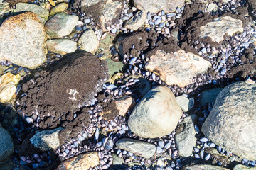 Rocks and mussels at a low tide in National Park Tierra del Fuego, Argentina