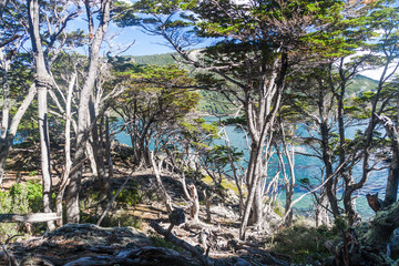 Forest in National Park Tierra del Fuego, Argentina