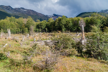Fototapeta na wymiar Nature in Tierra del Fuego, Argentina