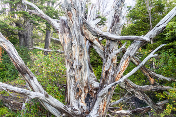 Dead tree in National Park Glaciares, Argentina