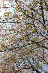 青空、太陽の光と桜