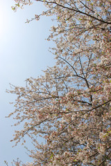 青空、太陽の光と桜