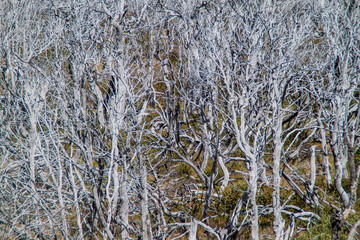 Dead forest in valley of Rio Fitz Roy river in National Park Los Glaciares, Patagonia, Argentina