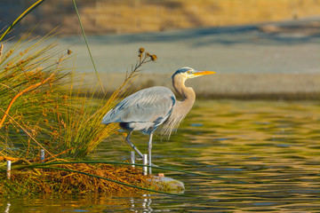 Blue Heron wading in reeds