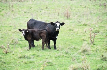 Cow and Calf © StevertS