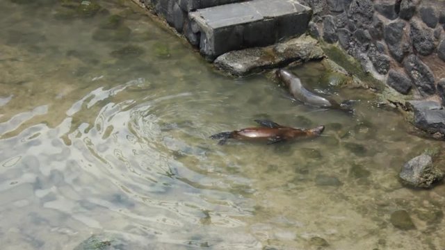 Baby sea lions play near to a stairway on low tide in Galapagos, Ecuador