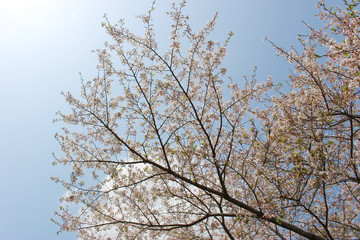 青空、白い雲、太陽の光と桜