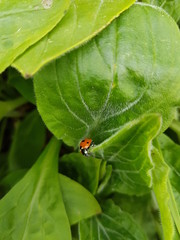Ladybug