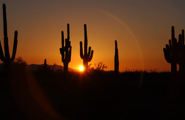 Desert sunset colection