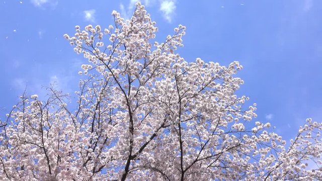 4K・桜の花散る木々と青空_4-307