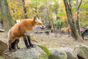 Red fox standing on rock