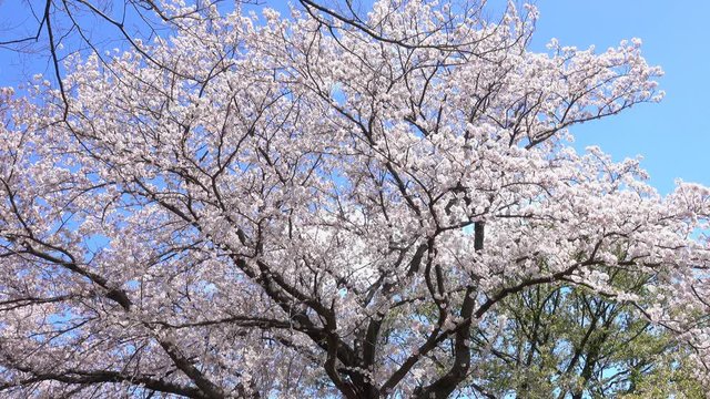 4K・小鳥のいる桜_4-304