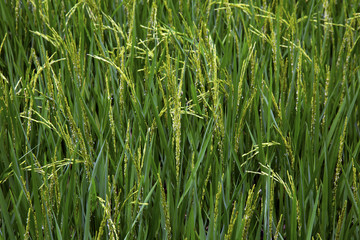 rice paddy , Paddy field