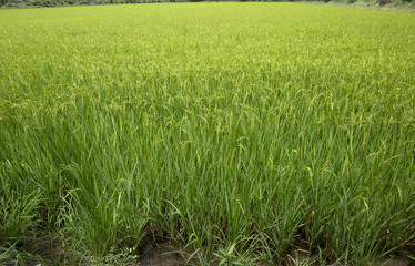 Obraz premium rice paddy , Paddy field