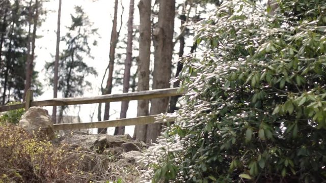 Serene Country woodland setting with split rail fence and forest in background