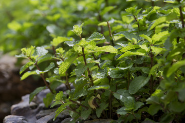 mint leaves on mint tree plant