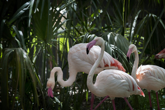 Trio of Flamingos Stroll through Tropical Foliage