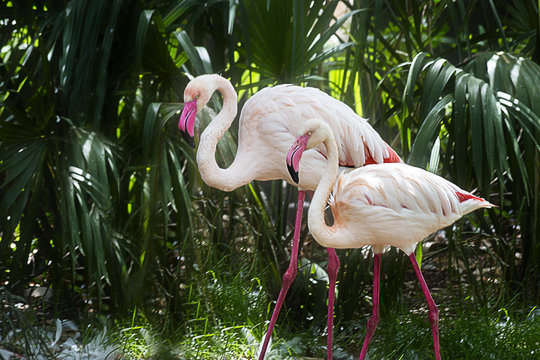 Brightly colored Flamingo Duo Glide through Tropical Foliage