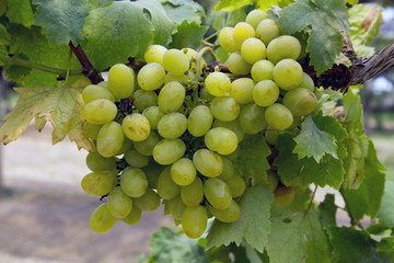 Red wine grapes background/ dark grapes, blue grapes , Red Grape , Vitis vinifera L. , VITACEAE , Cardinal Grape , Emperor Grape © Tazzjang