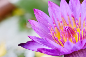 Beautiful purple lotus flower
