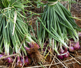red purple shallot