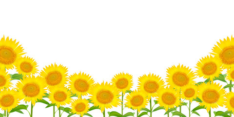 Fototapeta premium ひまわり 夏 花 背景 