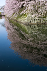 水に映る彦根城中濠の桜