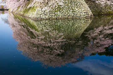 水に映る彦根城中濠の桜
