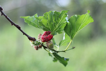 Black ripe and unripe mulberries (red and green) on the branch.