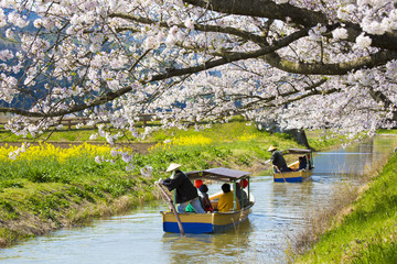 Naklejka premium 近江八幡の水郷めぐり