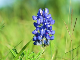 Colorful texas bluebonnet in the spring