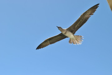 Bird flying A bird flies in the air