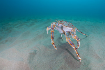 king crab in the deep sea