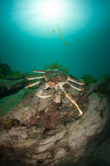 king crab in the deep sea