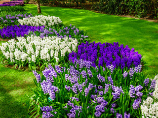 beautiful  hyacinths. Beautiful flowers background