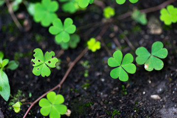 Three leaf clovers in the forest