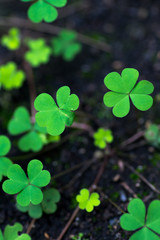 Three leaf clovers in the forest