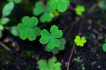 Three leaf clovers in the forest