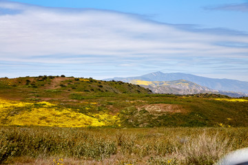 California Wildflowers Carrizo Plains