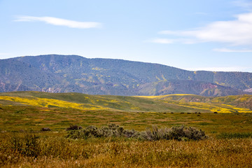 California Wildflowers Carrizo Plains