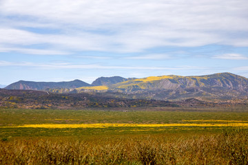 California Wildflowers Carrizo Plains