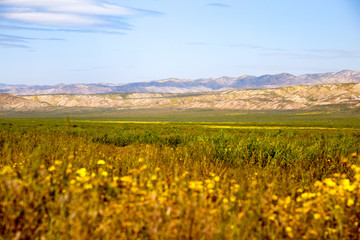 Fototapeta na wymiar California Wildflowers Carrizo Plains