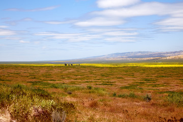 Obraz premium California Wildflowers Carrizo Plains