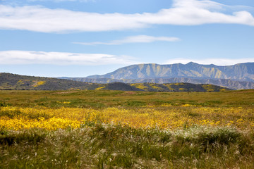 Obraz premium California Wildflowers Carrizo Plains