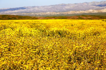 Fototapeta premium California Wildflowers Carrizo Plains