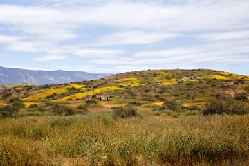 Fototapeta premium California Wildflowers Carrizo Plains