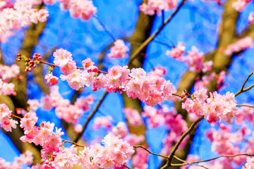 Sakura flowers blooming. Beautiful pink cherry blossom