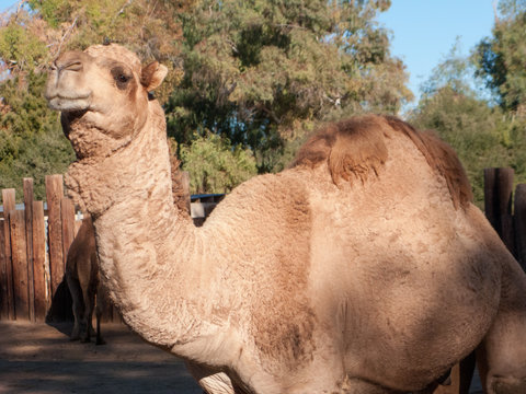 Dromedary Camel, native of North Africa and Middle East